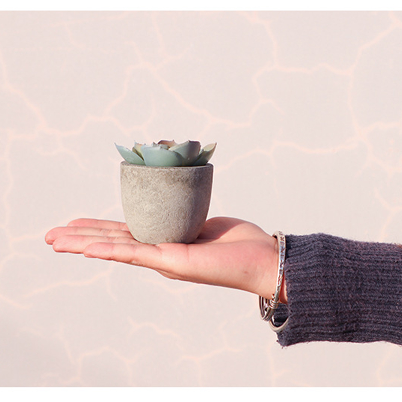 Mini Artificial Aloe Plants Bo - Bonsai Garden Sushi ulasan dan harga