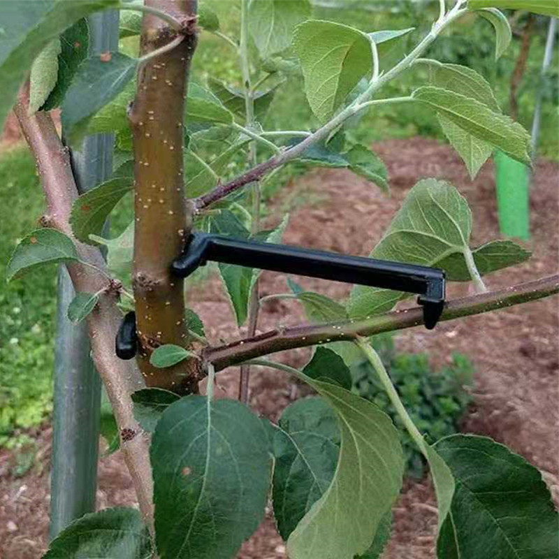10-30Pcs Fruit Tree Clips Plan - Bonsai Garden Tools ulasan dan harga