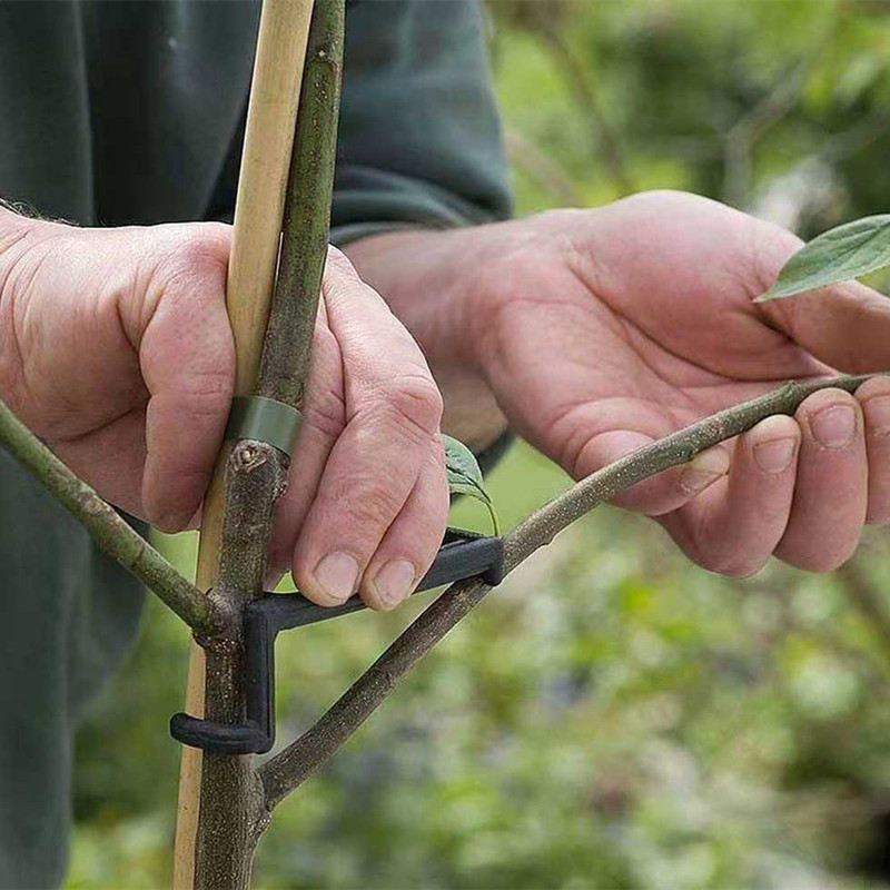 10-30Pcs Fruit Tree Clips Plan - Bonsai Garden Tools ulasan dan harga